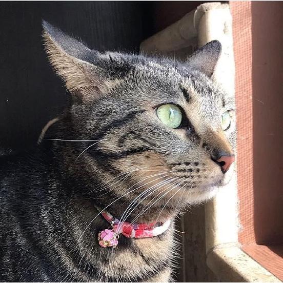 PetSoKoo Four-Leaf Clover Cat Collar with Bell Breakaway Buckle. Japanese Chirimen,Cute Kitten Collar for Girl Boy Cat