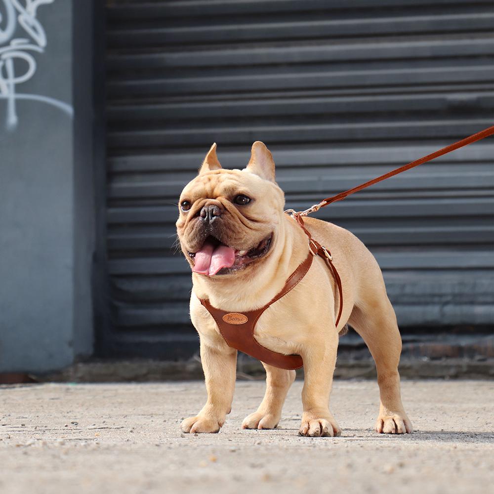 Cute Step-In PU Leather Dog Harness & Leash Set Adjustable Pet Puppy Walking Vest Lead for Small Medium Dogs