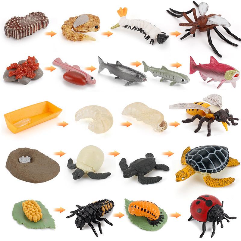 Realistic Sea Turtle, Frog, Snail, and Chick Growth Cycle Figurines for Kindergarten Montessori Learning