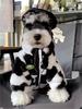 Vêtements pour chien automne et hiver chauds schnauzer fah bichon teddy chiens et chats de petite et moyenne taille manteau épais en fourrure