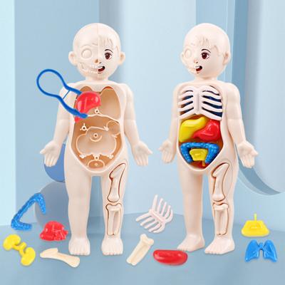 1 set di kit modello interattivo del corpo umano, 11 schede di analisi incluse, giocattolo educativo fai-da-te