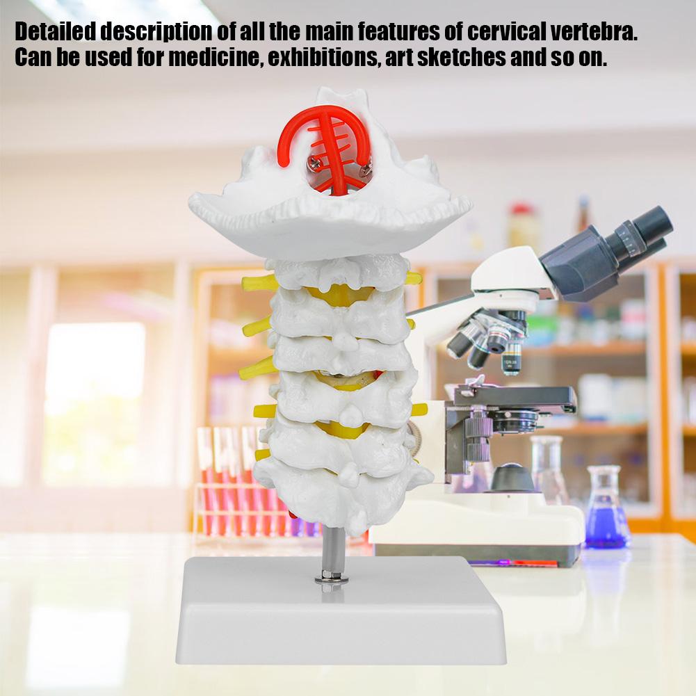 1:1 Human Cervical Vertebra Arteria Spine Spinal Nerves Anatomical Model Anatomy for Science Laboratory
