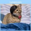 Hilarious Fashionable Pet Wig For Cats And Dogs With Flipping Hair In Stylish Design