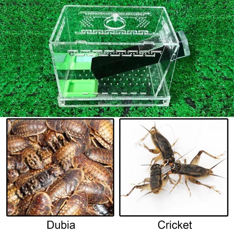 Spacious Cricket Keeper Enclosure Large Capacity With Feeding Tubs And Hide Tube