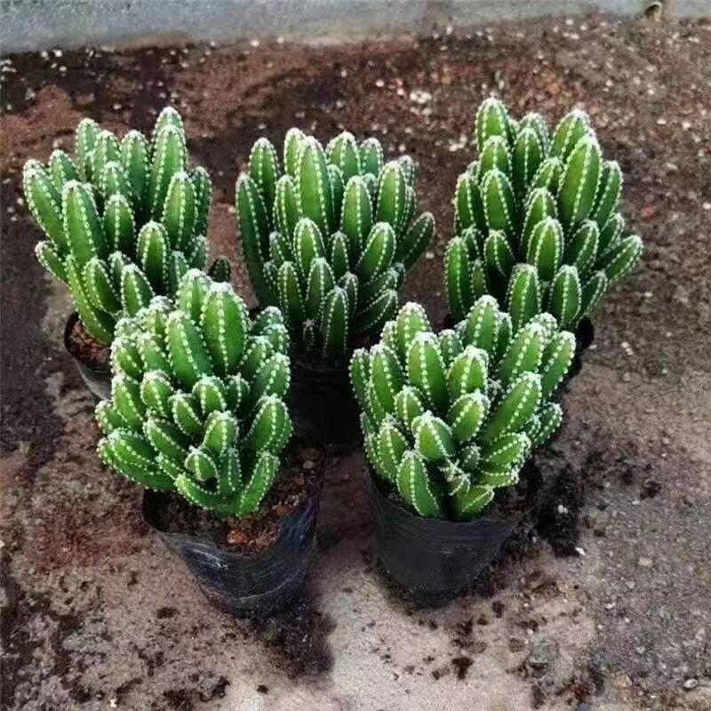 Ten Thousand Layer Mountain Money-Attracting Succulent Cactus Tree for Indoor and Office Decor