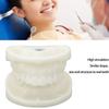 Tooth Model Educational Simulation White Corundum Dental Model for Teaching Study Supplies