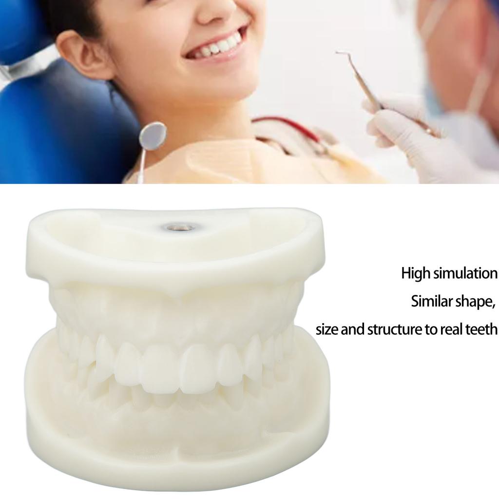Tooth Model Educational Simulation White Corundum Dental Model for Teaching Study Supplies