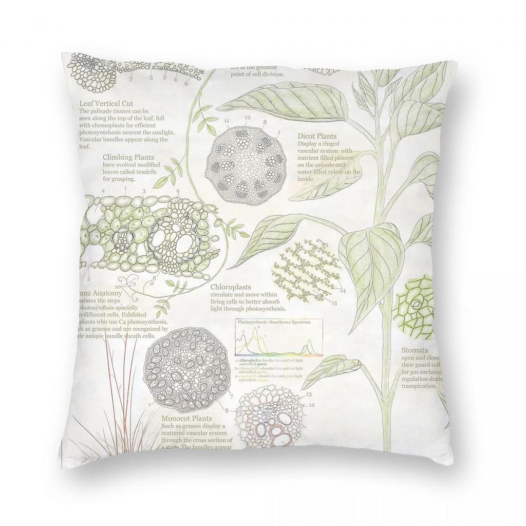 Leaf And Stem Plant Physiology Square Pillowcase Polyester Linen Velvet Creative Decorative Throw Pillow Room Cushion Cover