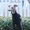 Windhund/Whippet Schmal geschnittene Hundekleidung Rollkragen Stretch Haustier Unterhemd Schwarz Premium Haustierkleidung