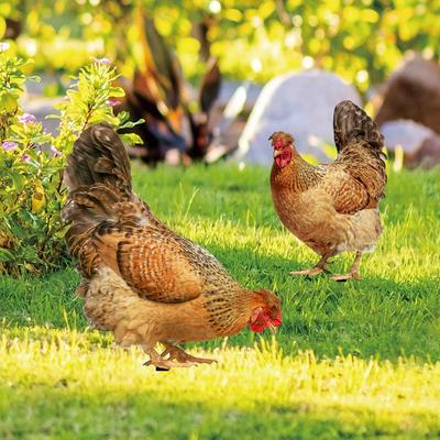 Trojrozměrná simulace slepice nádvoří zemní zásuvka Yard umělecká zahradní dekorace zrcadlová zásuvka