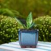 Vaso Ceramico per Piante Succulente con Design Ventilato Facile da per Piante da Interno ed Esterno
