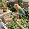 With Clip Parrot Food Bowl Transparent Feeder Cup Bird Perch Stand Water Bowl  Small Pet Bird