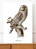 Owl Vintage Poster