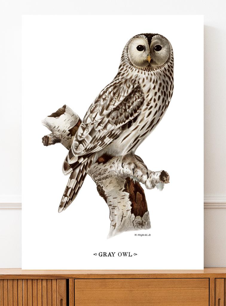 Owl Vintage Poster