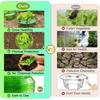 10pcs Garden Snail Collar Guard Plants Slug Protection Rings Flower Pot Cabbage Cover Plant Pest Control Trapper Garden Tools
