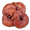 High Quality Ganoderma Lucidum 500g Jilin Origin Natural Herbal Tea Dietary Supplement