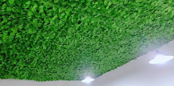 Ivy Netting For Balcony 50Cm X 300Cm