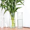 Lucky Bamboo Straight Glass Hydroponic Vase - Simple & Creative Micro Landscape Ornament