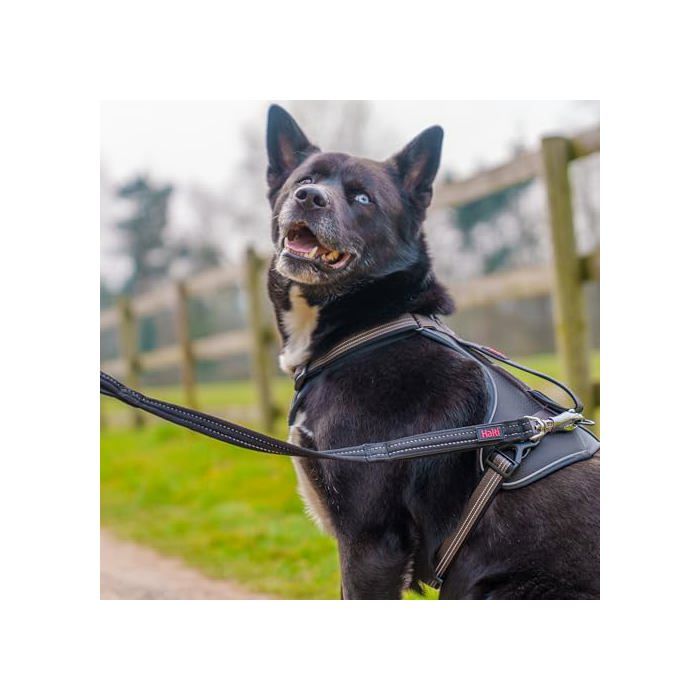 Sicherheitsleine für Hund - Halti - 1,5 m Länge - Schwarz - Ultra-stabiler Clip - Reflektierende Nähte