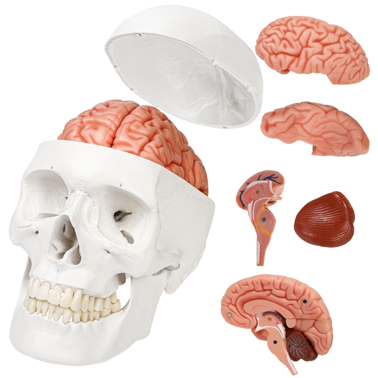 KIYOMARU Brain and Skull Model with Soft Divisible into 8 Human Body Brain Supervised by a Physical with Support Magnets Texture, Parts, Model, Model,