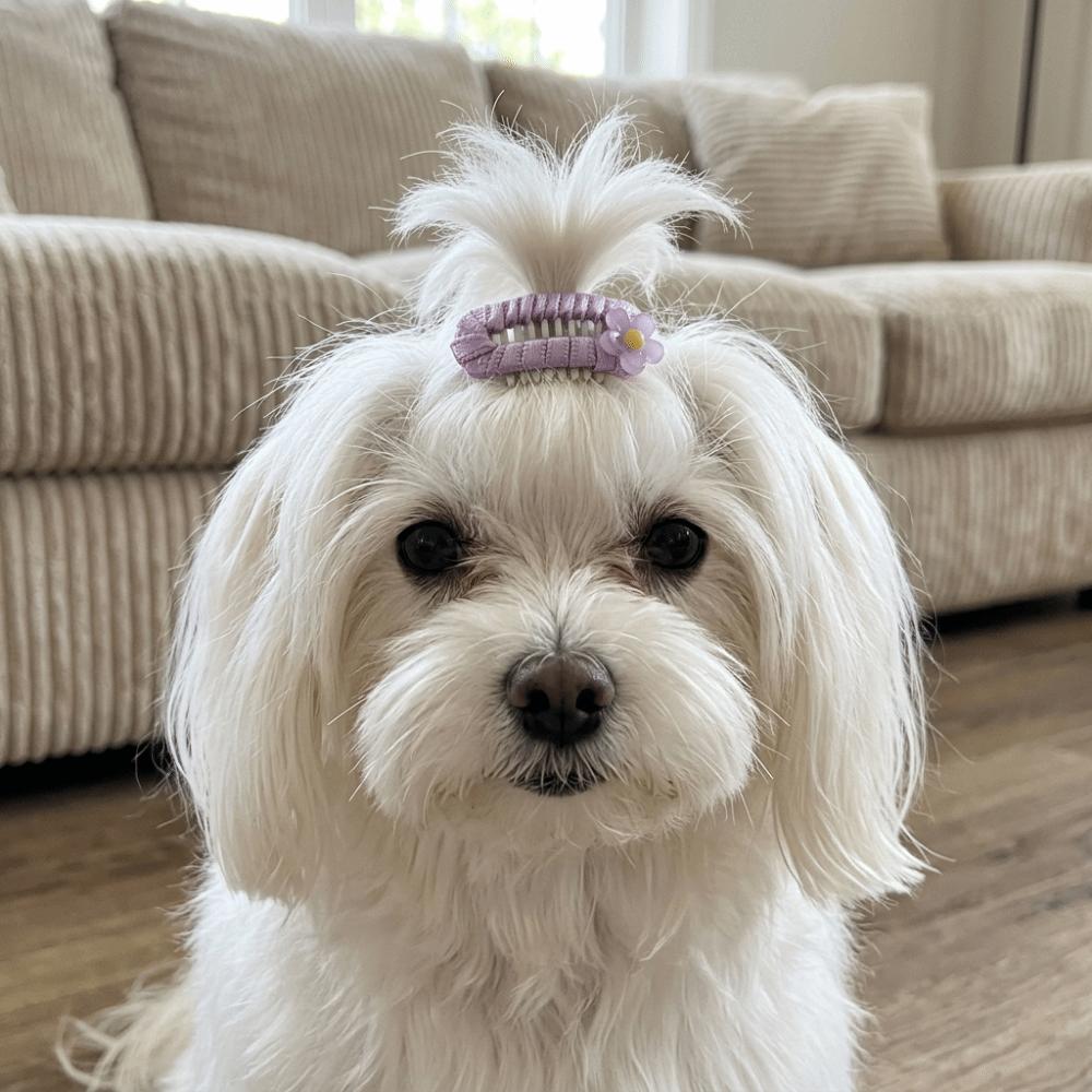 10Pcs Light Weight Dog Hair Clip Mixed Colors Dog Bow Clip Pet Head Flower Daily Wear