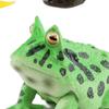 Life Cycle Animal Figures Toy Animals Cognitive Playset Science Frogs Model for