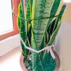 Garden Accessories Plant Support Stake Flower Growing Metal Ring Cage Adjustable Flowers Plants Support Gardening Tools