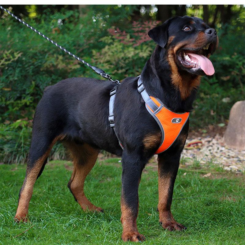 Sada vodítek pro psy Reflexní nastavitelný obojek Vodítko pro psy Malé a střední Doplňky pro psy Postroj pro štěně Pomeranian