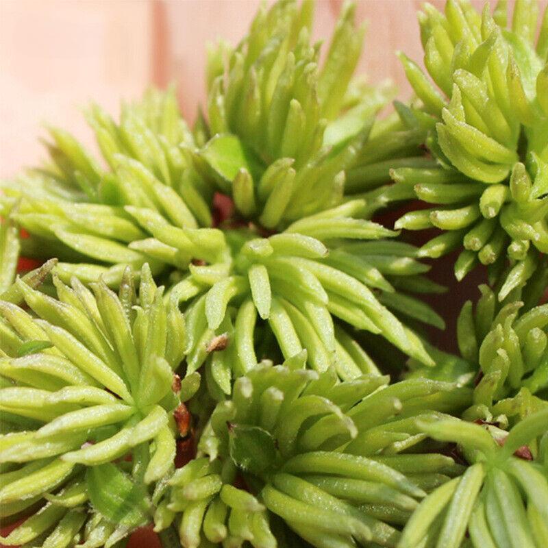 Eucommia male flower ancient tree Eucommia male flower tea man tea