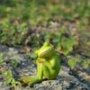 Crafts Statues  Small Frogs  Small Figurines  Multi-headed Miniature Landscape  Fairy Garden Decoration  Interior Decoration