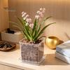 Pot de Jardinage Transparent avec Trous Soucoupe pour Orchidée, Carré en Plastique pour Plante avec Trous de Drainage, Pot de Fleur Transparent pour Phalaenopsis, Semis Respirant