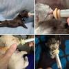 Mini Pet Feeding Nipple Dog Cat Feeding Pacifier Pet Bottle Pacifier  for Kitten and Puppy