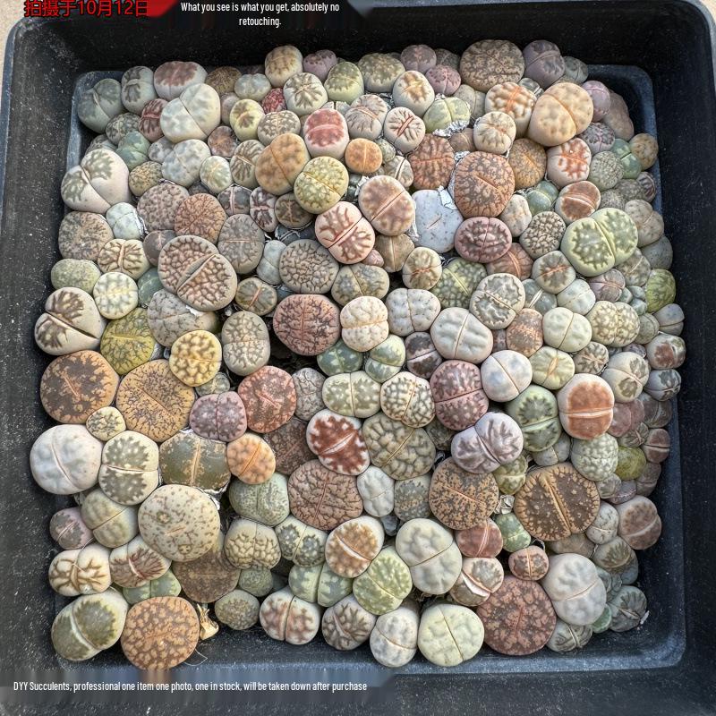 Rare Lithops Succulent Pot: Diverse Colors & Varieties