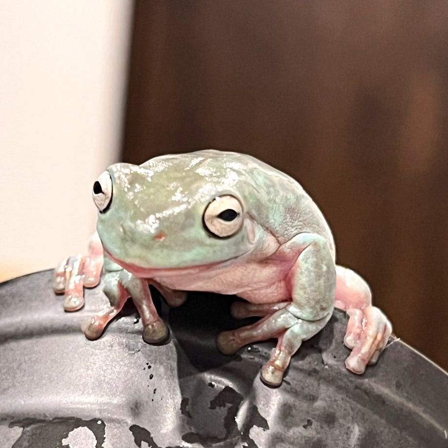 Pełnowartościowe odżywianie na bazie świerszczy dla rzekotek – Wysokobiałkowe i o naturalnym smaku – ECOROGY IEAMEGAERU BAIT 50 g × 1 Opakowanie lub 2 Opakowania