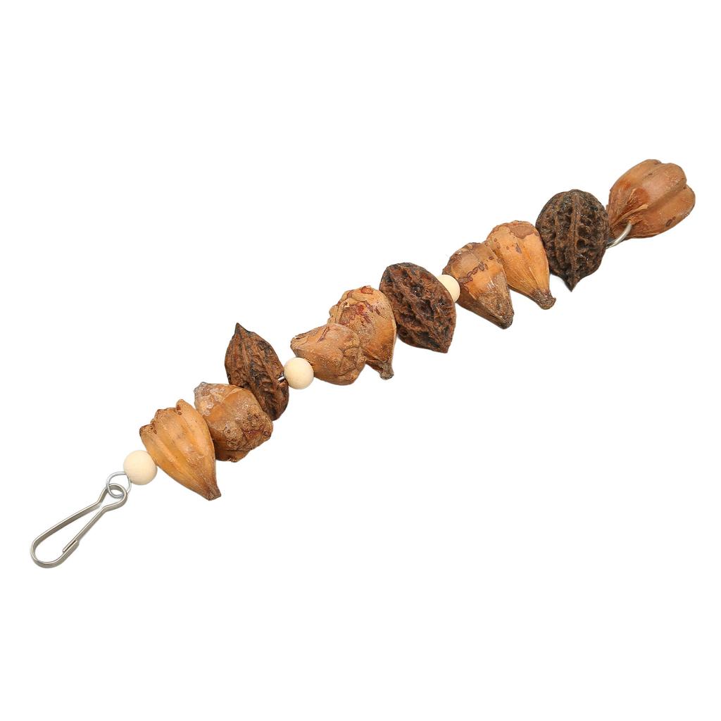 Vogel Kauspielzeug Mahlen Mund Bissfestigkeit Stämme Natürliche Nüsse Hängendes Papageien Kauspielzeug für