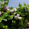 Uflower Artificial Flower Wall Roll-Up with Green Leaves Fabric Floral Backdrop for Wedding Event Party Decorations Curtain