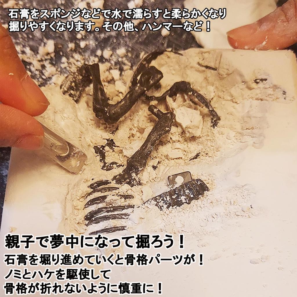 Excavation Kit for Pteranodon Ages Includes Dinosaur Figure and and Magnifying Plaster Fossil Plastic Independent Science Educational Toy Dinosaurs,