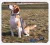 Night Reflective Dog Leash: No-Choke Design for All Sized Dogs
