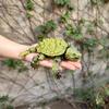 New 3D Printed Alligator Snapping Turtle With Flexible, Movable Joints And An Open Mouth - A Popular Gift And Desktop Ornament