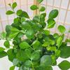 Indoor Easy-Care Desktop Plants