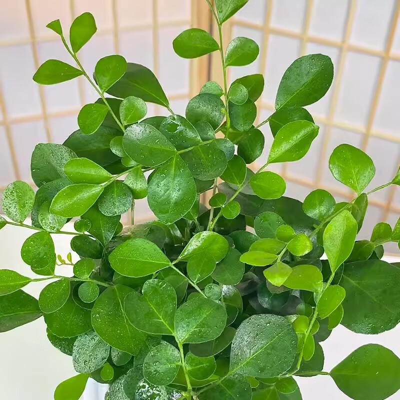 Indoor Easy-Care Desktop Plants