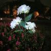 3 Head Simulated Hydrangea Flower Solar Led Light Waterproof Outdoors Lawn Mounted Lights Realistic Flower Light