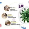 Walch Foaming Antibacterial Hand Wash Set