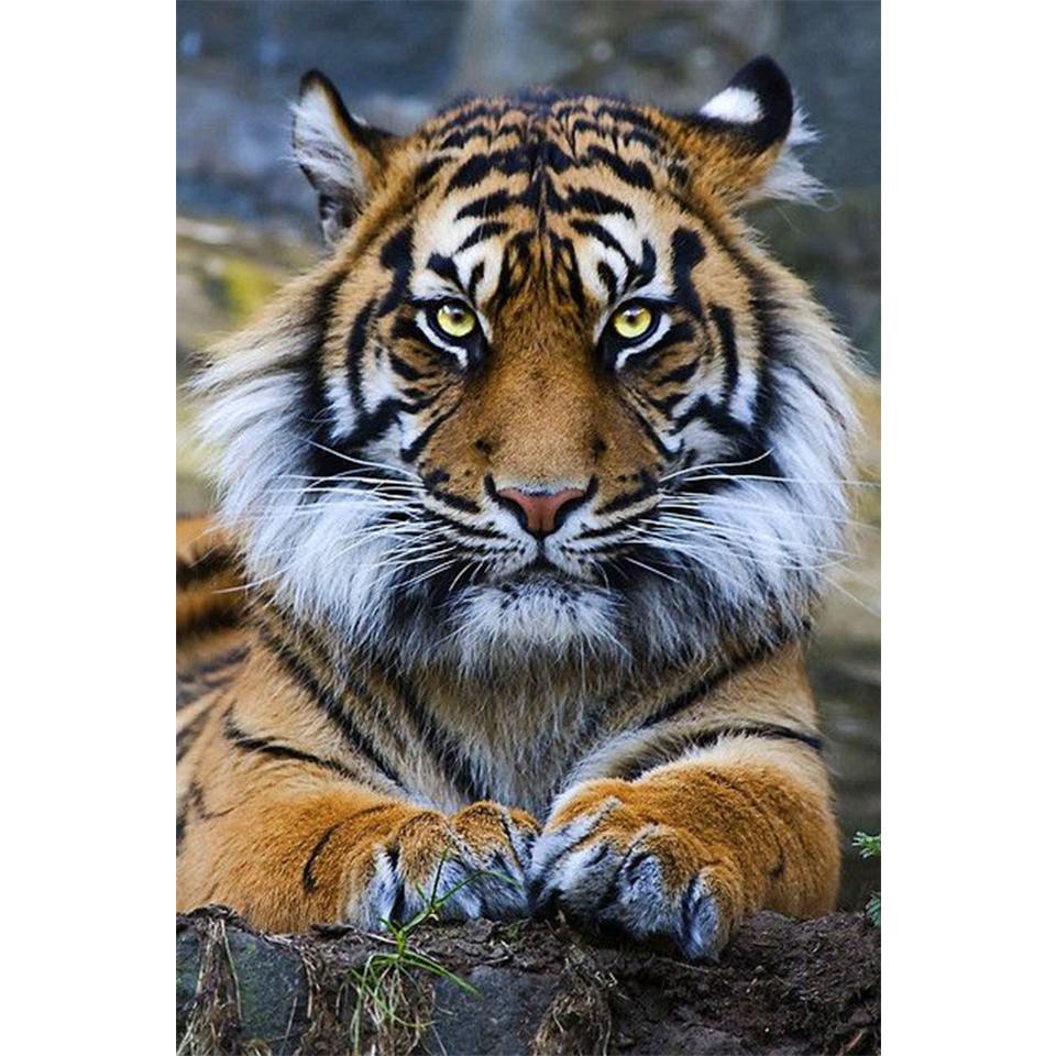 

5D DIY алмазная живопись животное горный хрусталь тигр художественная картина полная алмазная вышивка крестиком комплект мозаика домашний декор подарки Full Round 20x30CM