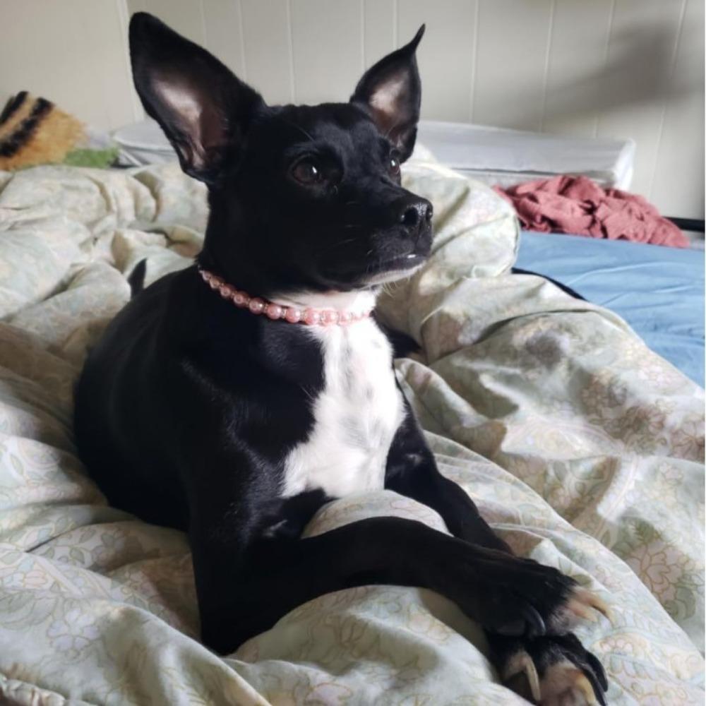 Bling Cat Bead Collar Adjustable Pet Simulated Pearl Collar Fashionable Cat Princess Collars  Party