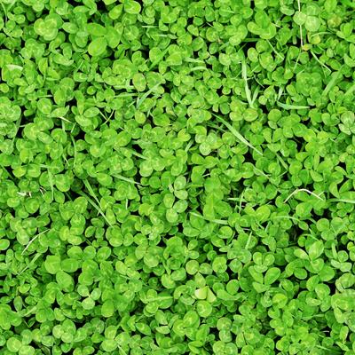 White Clover Euromic 100g Small Clover Micro Clover for the Lawn