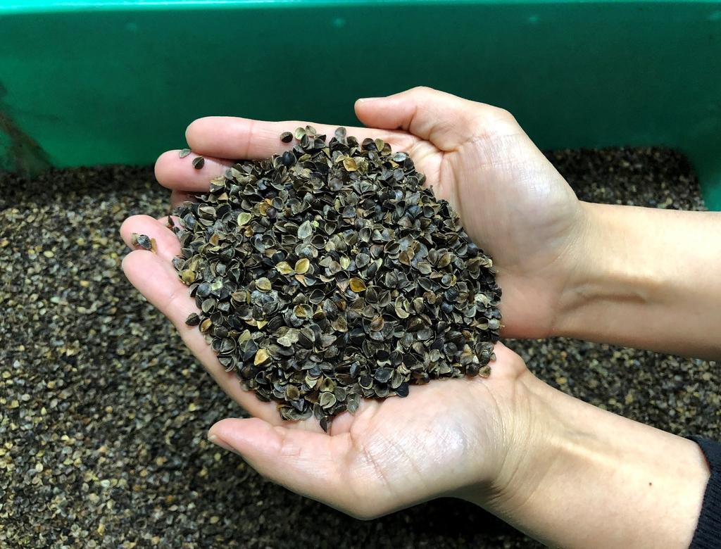 SEIDO Hecho en Japón Relleno de Almohada de Trigo Sarraceno con Cáscaras de Trigo Sarraceno, Funda Lisa Blanca, 35cm x 50cm (Pequeña)