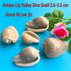 Conch Shells & Starfish for Hermit Crabs: Aquarium Decor & Drift Bottle Accessories