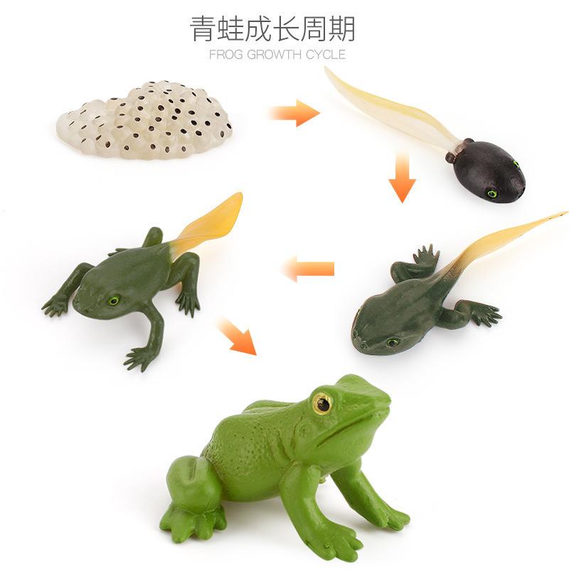 Hot Animal Life Cycle Board Children Toys Montessori Teaching Aids Plant Animal Growth Cycle Model Set Preschool Cognitive Toys