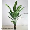 Large Monstera Banana Leaf Plant for Indoor Display and Corner Landscaping
